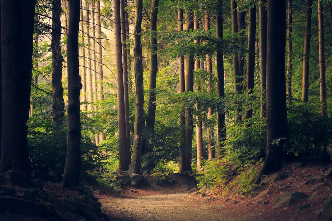 A woodland path.